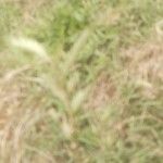 Hordeum secalinum Leaf