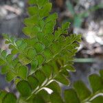 Adiantum diaphanum Leaf