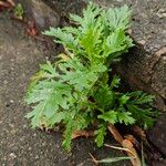 Senecio squalidus ശീലം