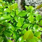 Salix glabra Leaf