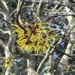 Hamamelis × intermedia Çiçek