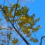 Juglans cinerea Leaf