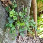 Asplenium ruta-murariaList