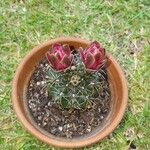 Gymnocalycium baldianum 葉