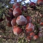 Juniperus oxycedrusFruit