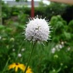 Succisella inflexa Flower