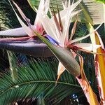 Strelitzia nicolai Flor