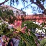 Albizia julibrissinᱵᱟᱦᱟ