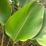 Calathea lutea Folio