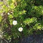 Argyranthemum thalassophilum Flor
