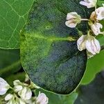 Fagopyrum esculentum Leaf