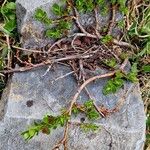 Salix retusa Libunga