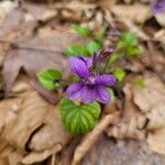 Viola reichenbachianaKvet