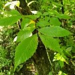 Ulmus americana Blatt