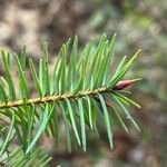 Pseudotsuga menziesii Leaf