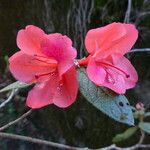 Rhododendron oldhamii Květ