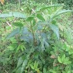 Solanum bahamense Habitat