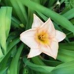 Hemerocallis minor Flors