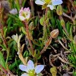 Sabulina verna Lubje