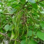 Arthroclianthus macrobotryosus Fruit