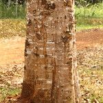 Terminalia ivorensis Kabuk
