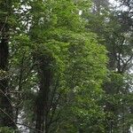 Acer campbellii Buveinė