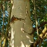 Betula pendula Bark