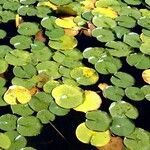 Nymphaea alba पत्ता