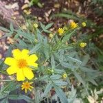 Tagetes lemmonii Kwiat