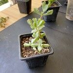 Lampranthus deltoides Leaf