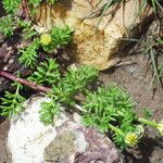 Anthemis secundiramea Anders