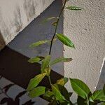 Pereskia aculeata叶