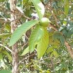 Alibertia edulis Fruit