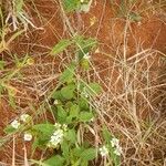 Lantana viburnoides Habit