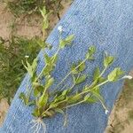 Lindernia dubia 葉