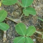 Arachis hypogaea Folla