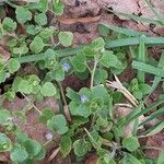 Veronica hederifolia Habit