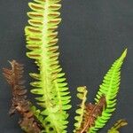 Blechnum polypodioides Kita