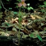 Trillium catesbaei Habit