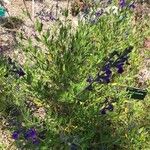 Salvia coahuilensis Hoja