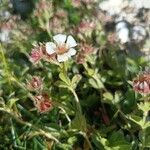 Potentilla clusiana Blomst