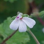 Pelargonium odoratissimum Flower