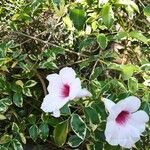 Pandorea jasminoides Fleur