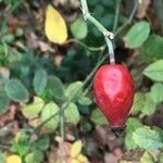 Rosa corymbifera Plod