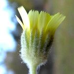 Andryala integrifolia Λουλούδι