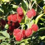 Nephelium lappaceum Fruit