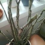 Euphorbia platyclada Corteza