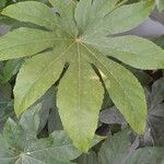 Fatsia japonicaFolio