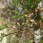 Salix caesia Fula