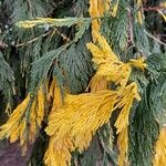 Calocedrus decurrens Leht
